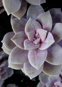 Graptopetalum pentadrum var. superbum